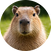 block.avatar_image.alt