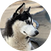 block.avatar_image.alt